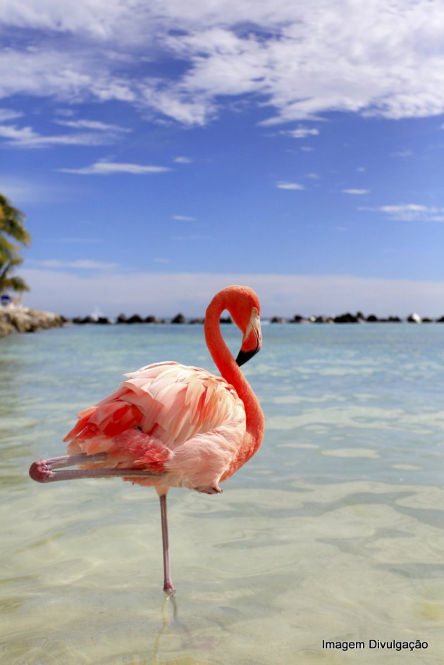 Observacao de passaros - flamingo