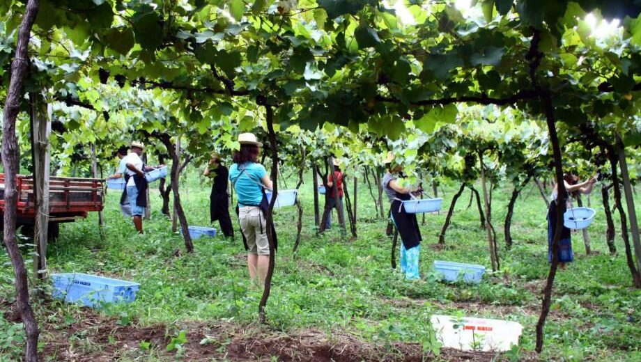 Vindima – Lugares para participar da colheita da uva no Brasil